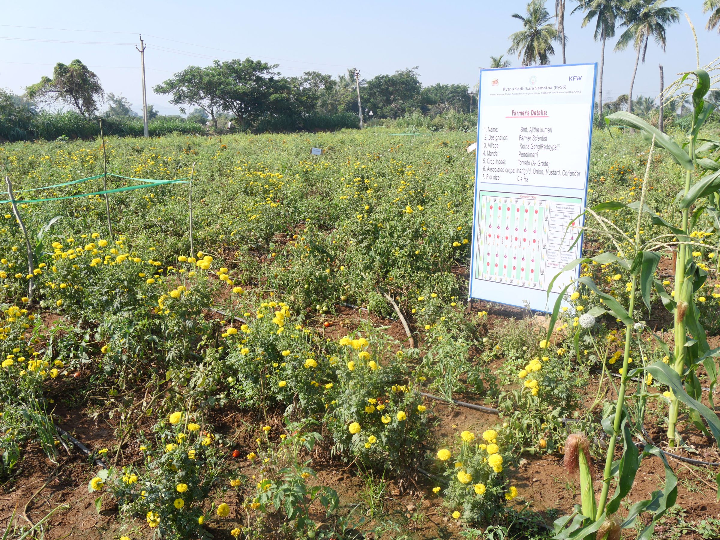 A field with a sign giving information about the farmer and his crop model.