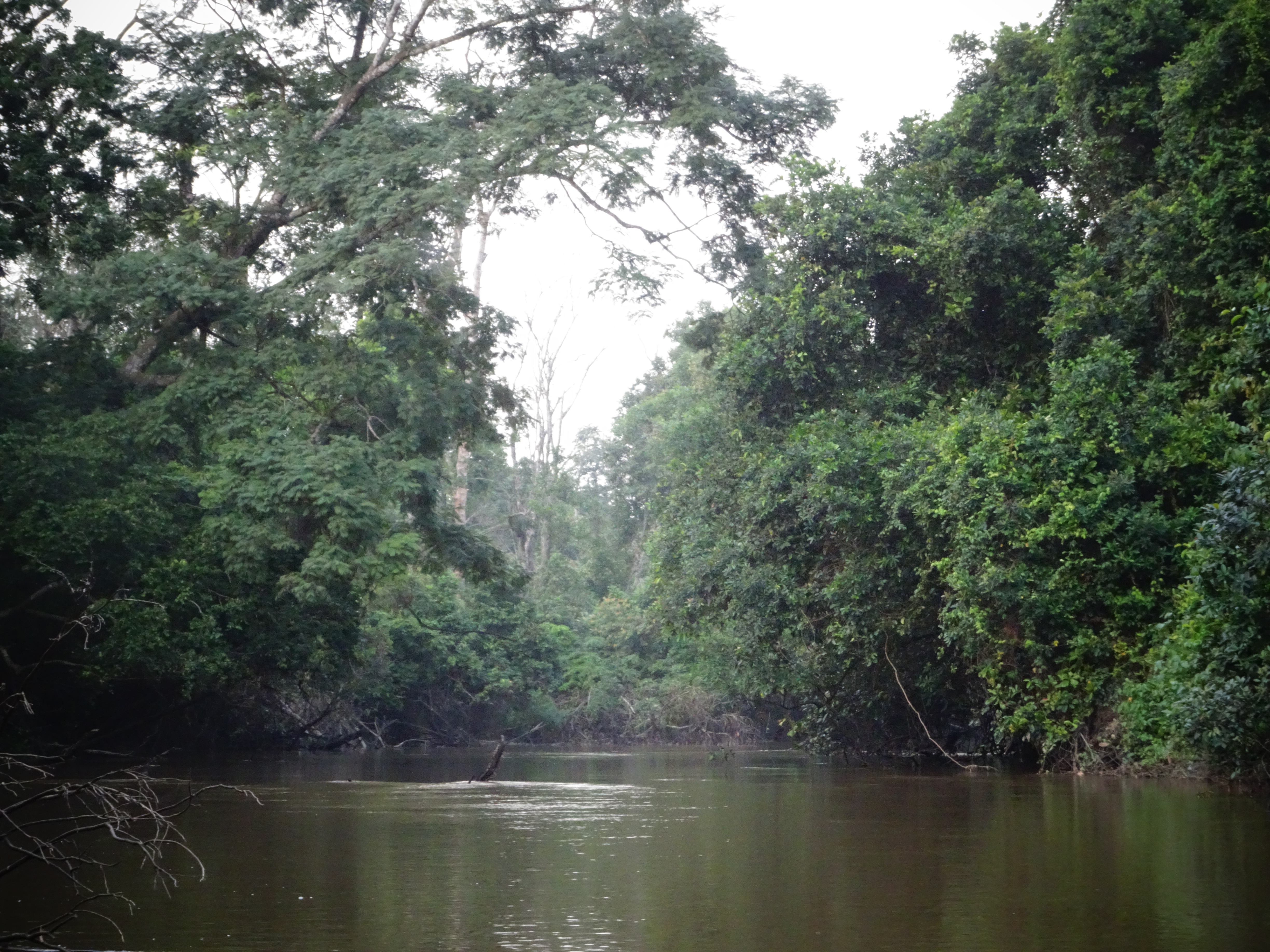 View of a river surrounded by thick trees.