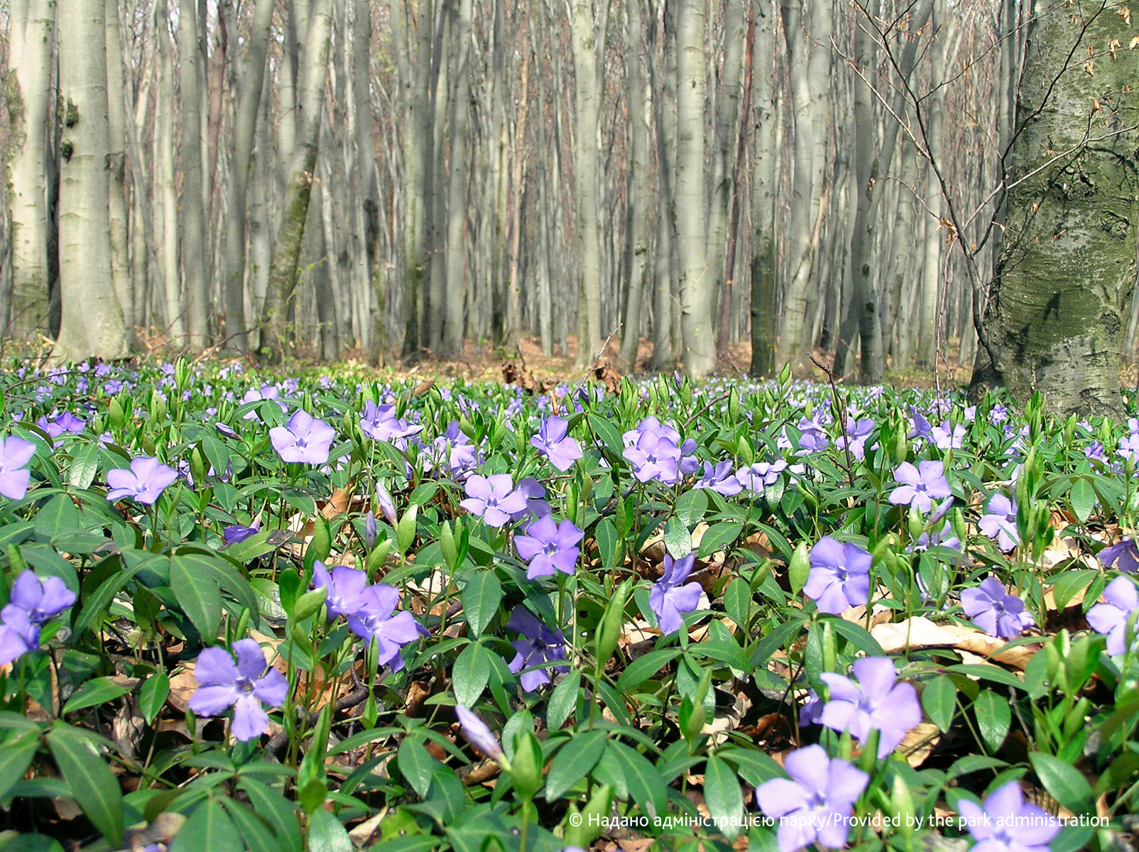 Violet flowers in green leafs covering the ground of the Nadano Park in front of dense trees.