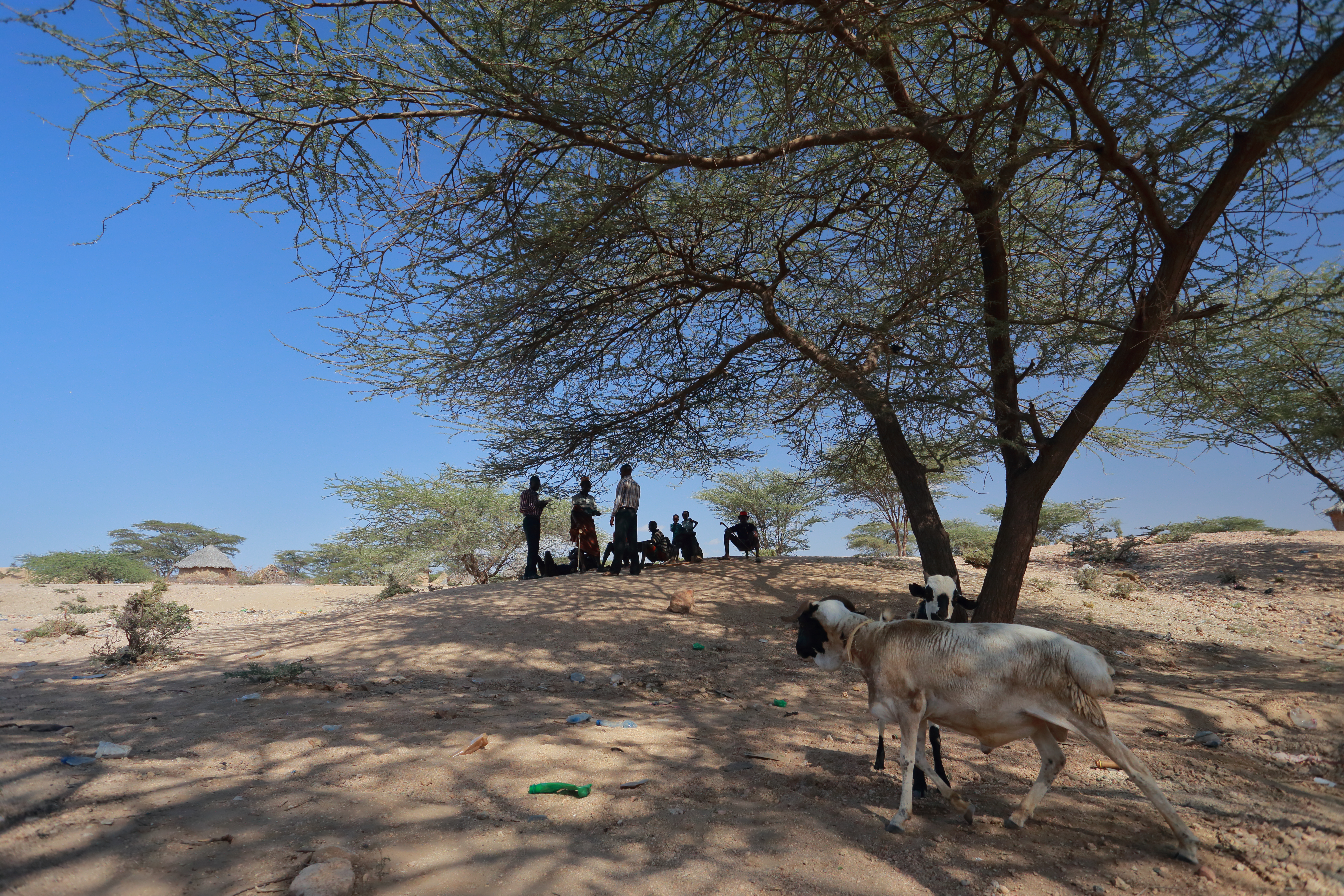 Two goats in a semi-arid landscape with a group of people gathering under a barren tree in the back.