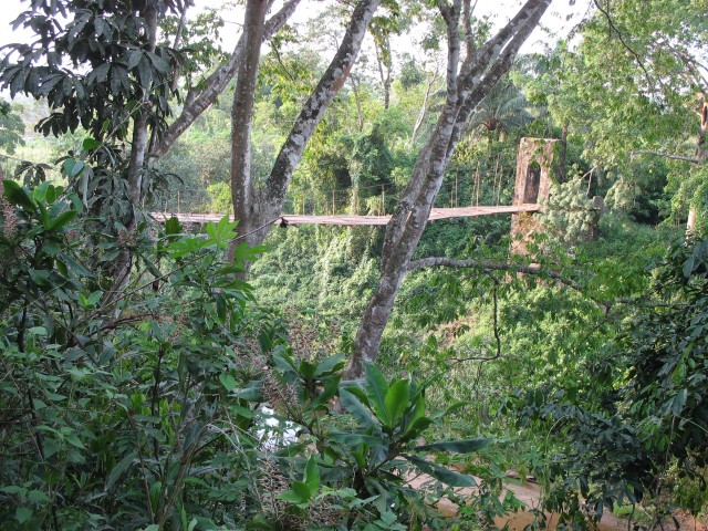 Hanging bridge in dense forest.