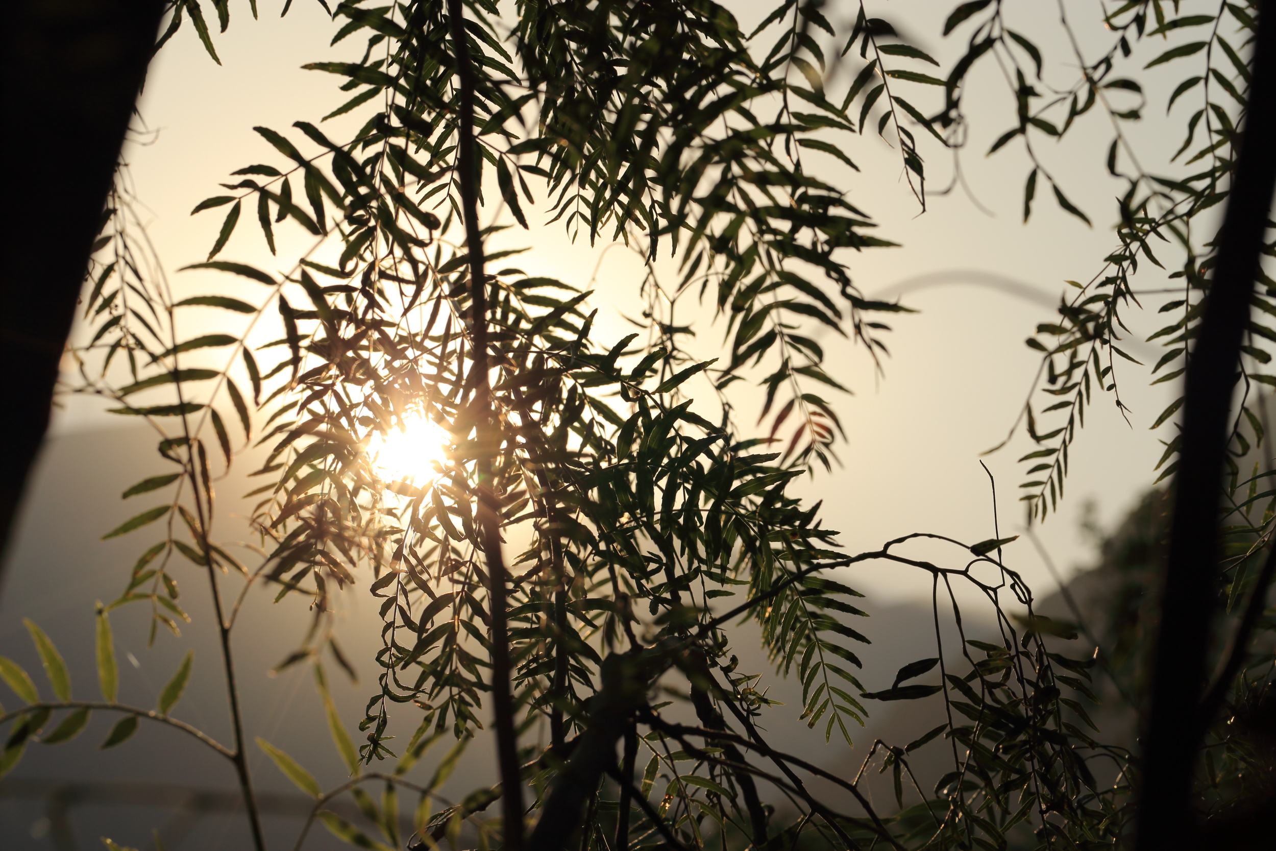 Sunbeams seen trough the light leaves of a tree.
