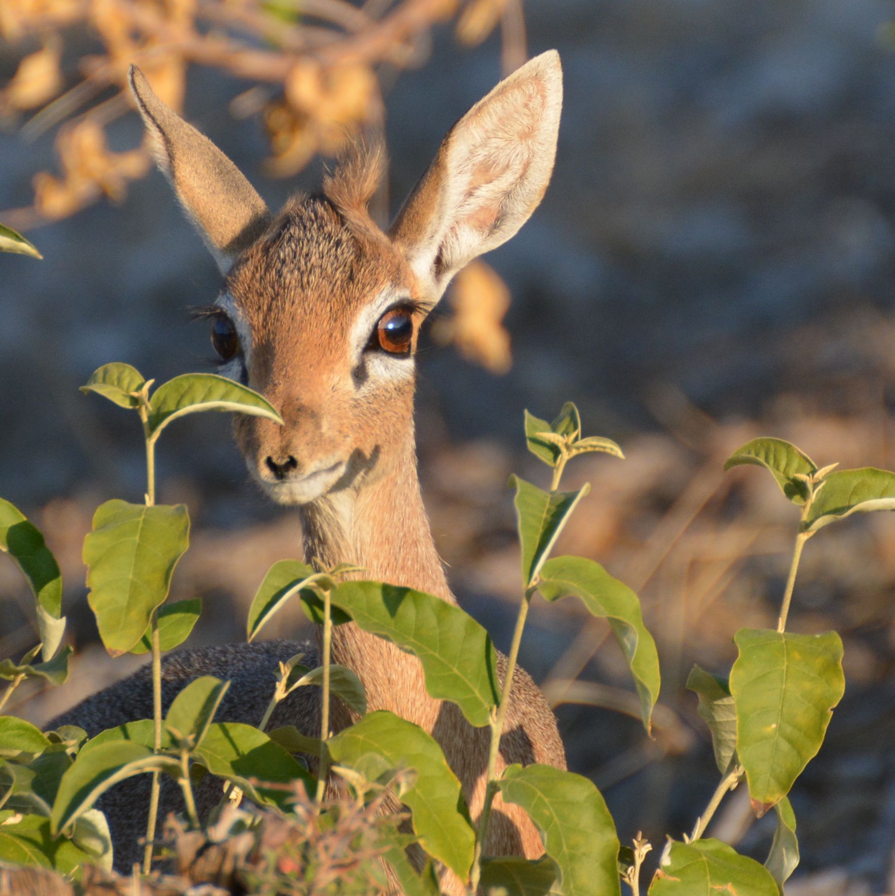 Damara Dik Dik antelope behind a bush in Namibia.