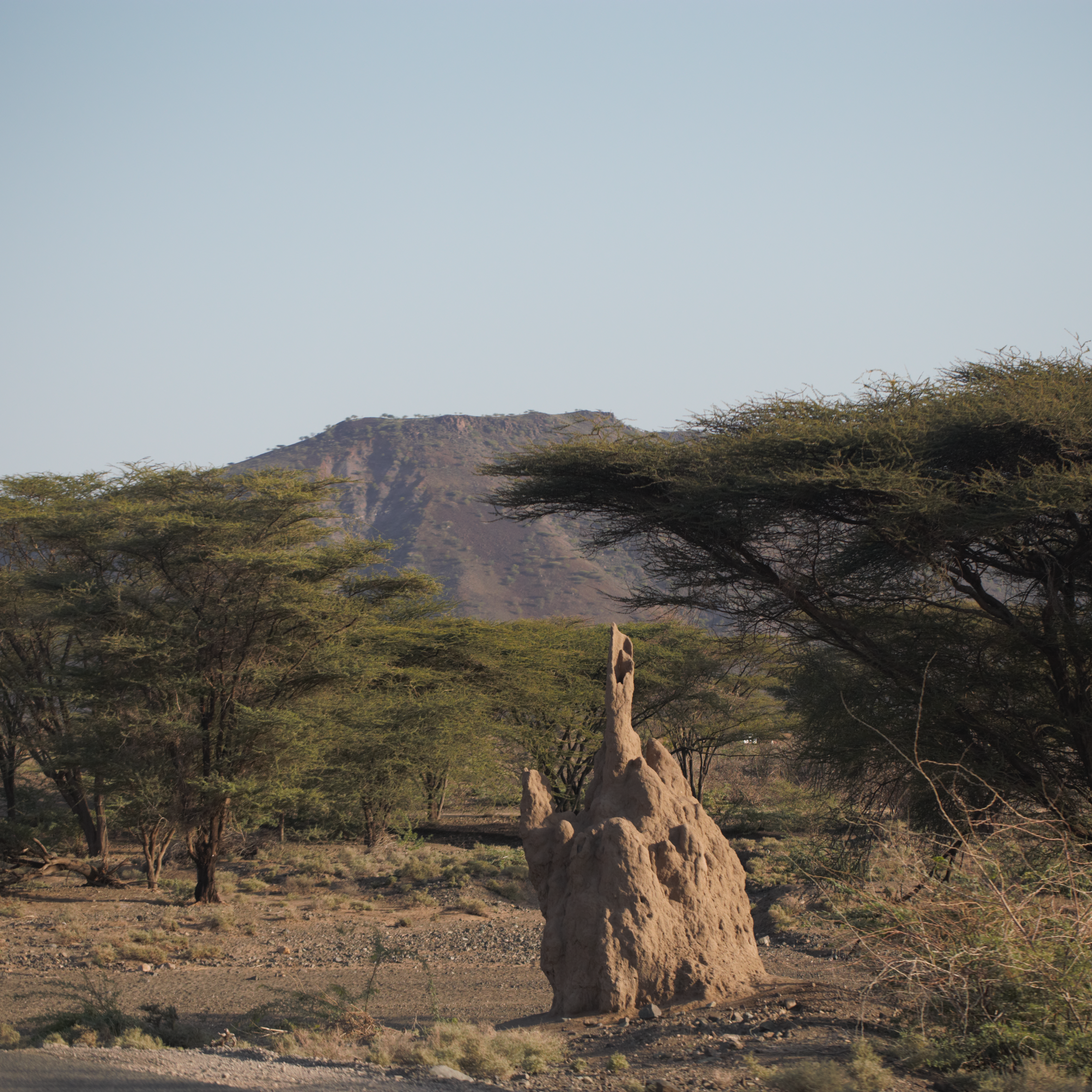 An arid landscape under a dizzy sky with few trees and a big anthill in the middle.