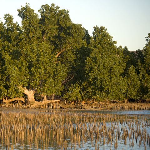 Mangroves in a National Park in Madagascar.