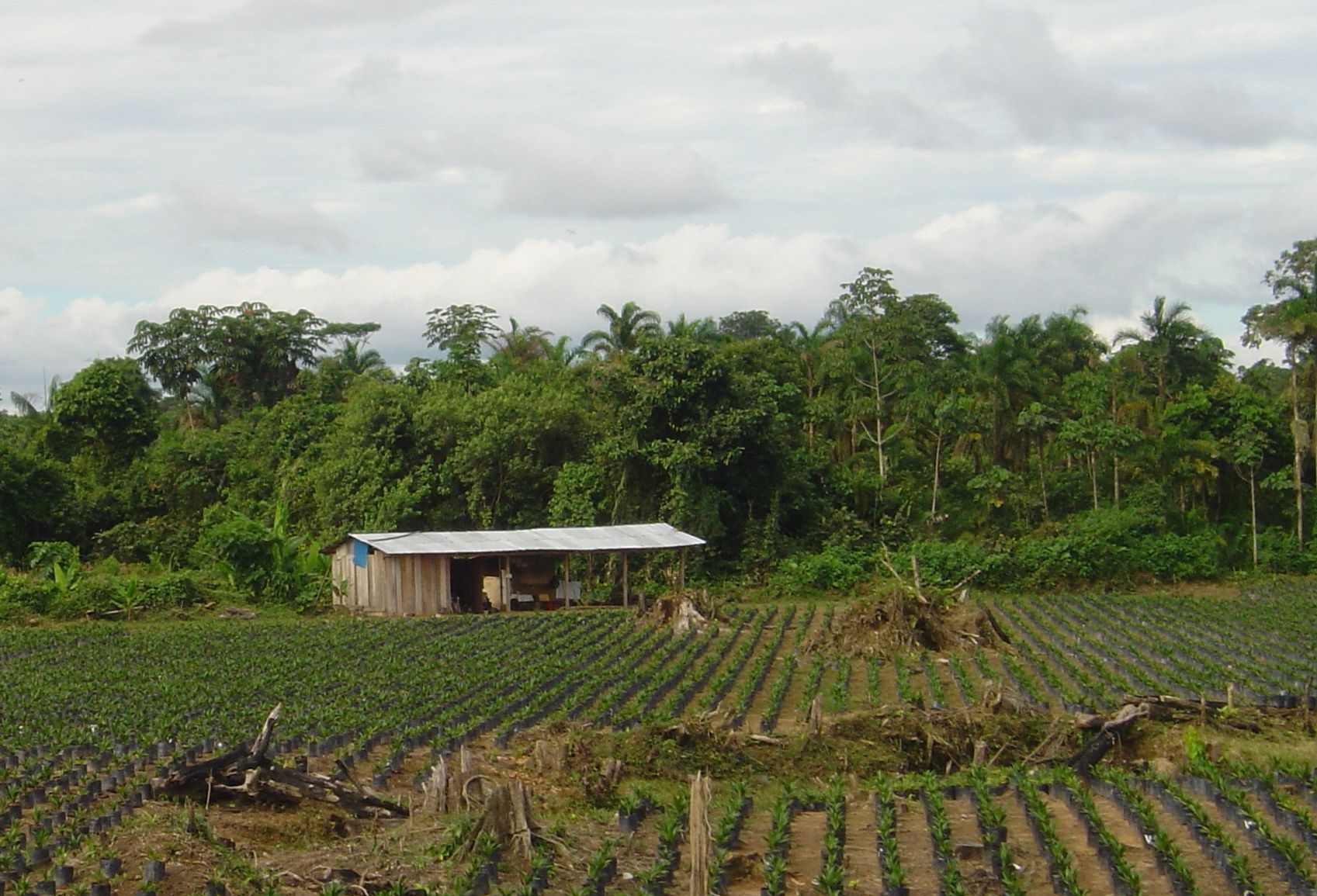 Oil Palm plantation.