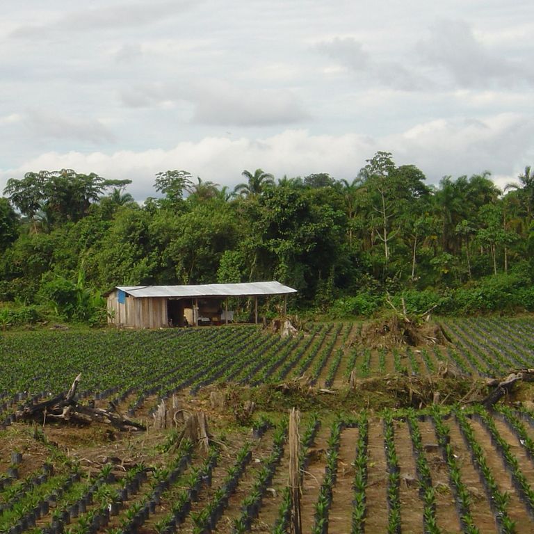 Oil Palm plantation.