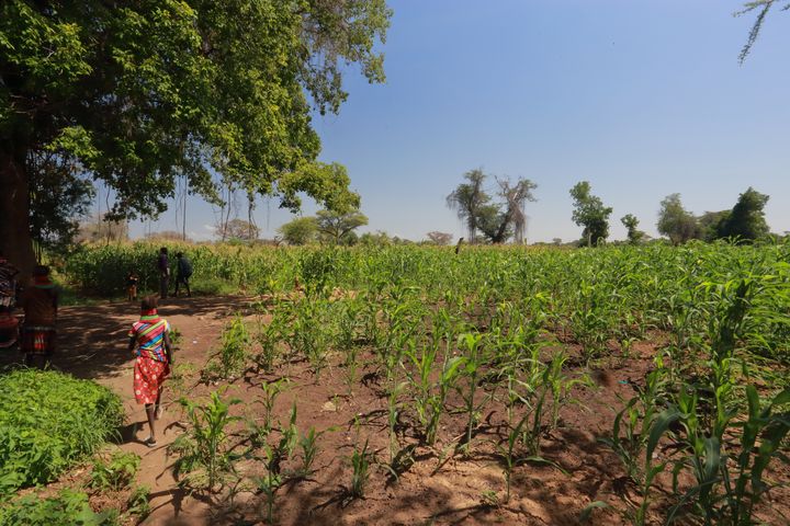 A group of people in the shadow of a big tree at the edge of a crop field under the blue sky.