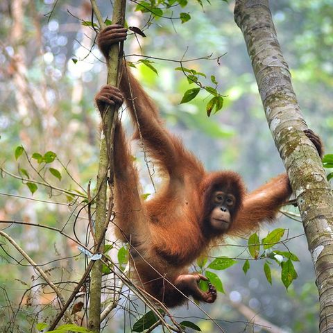 Orang-Utan on a tree in the Jungle School Bukit 30 in Sumatra.