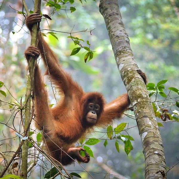 Orang-Utan on a tree in the Jungle School Bukit 30 in Sumatra