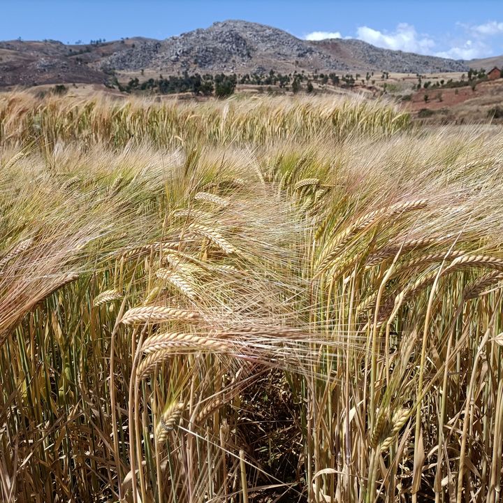 A wide, golden barley field with a mountain line in the back.