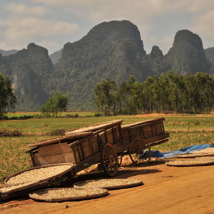 Drying harvest in front of Karst Landscape in Phong Nha-Ke Bang National Park, Vietnam