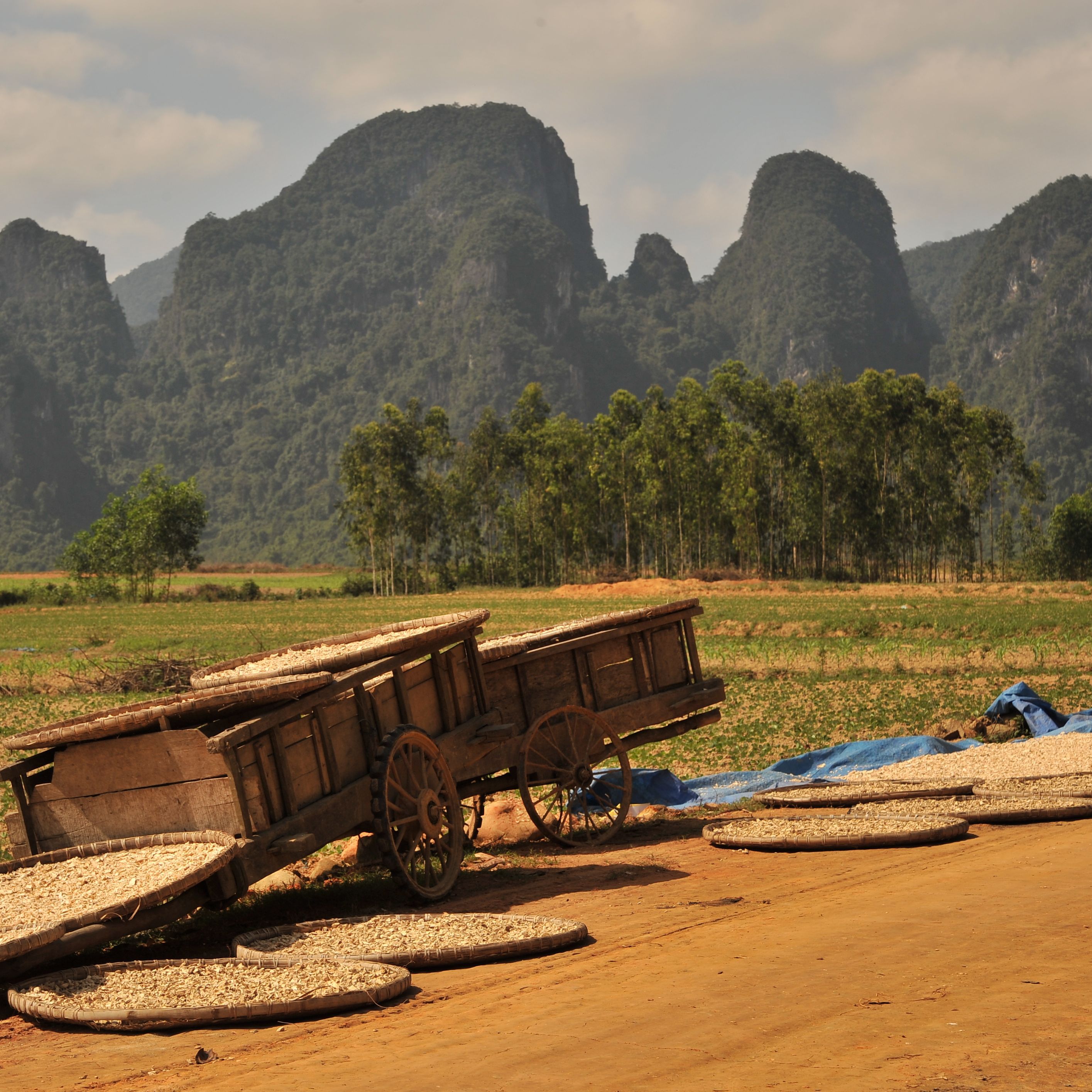 Drying harvest in front of Karst Landscape in Phong Nha-Ke Bang National Park, Vietnam