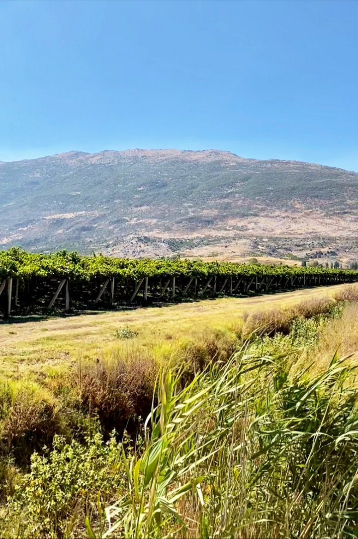 A golden field with a mountain in the back and blue sky.