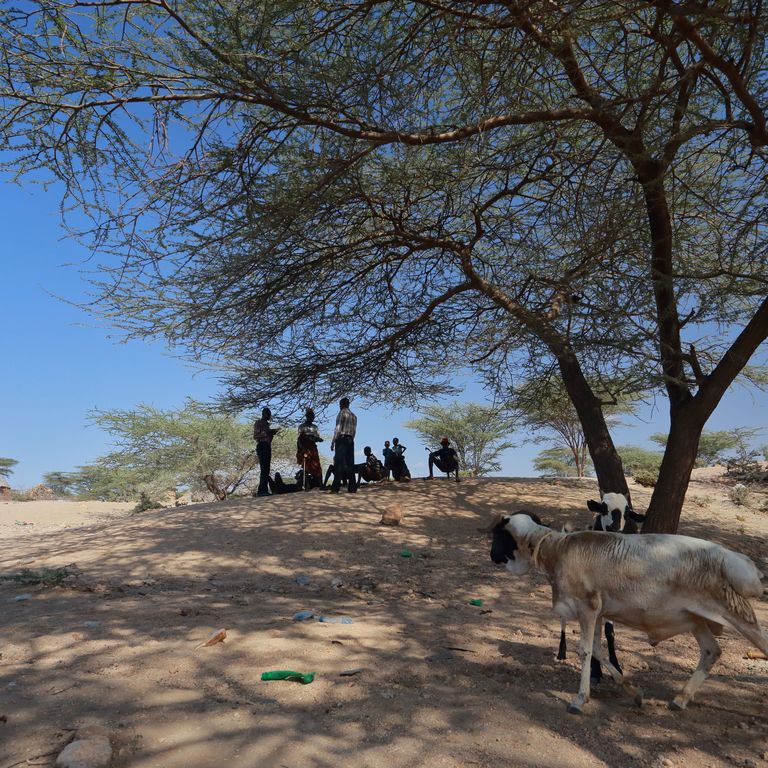 Two goats in a semi-arid landscape with a group of people gathering under a barren tree in the back.