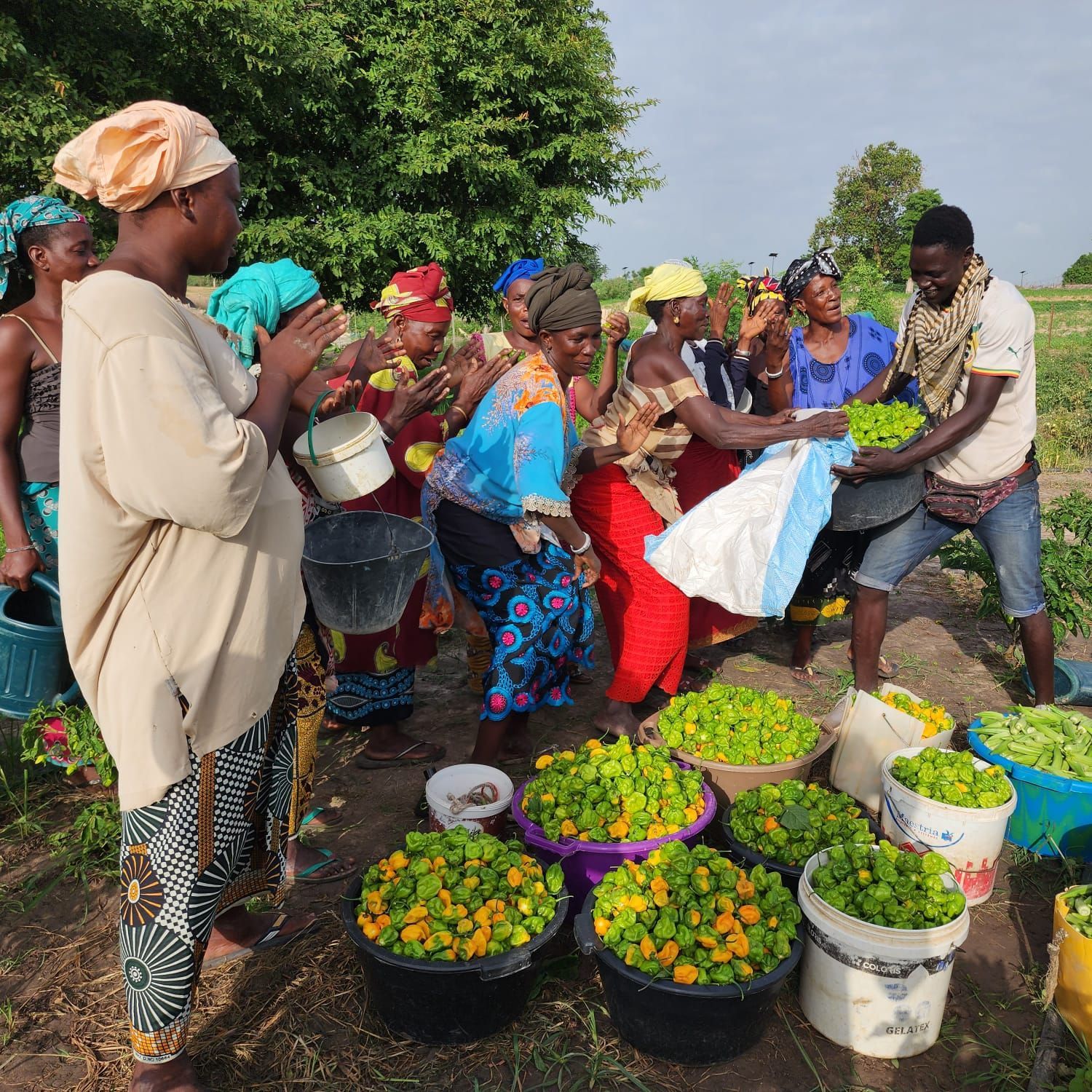 A group of laughing women with their harvest on the field in Senegal.