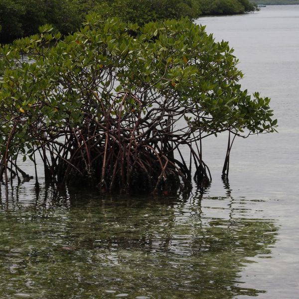 Mangroves in the middle of a river in Panama.