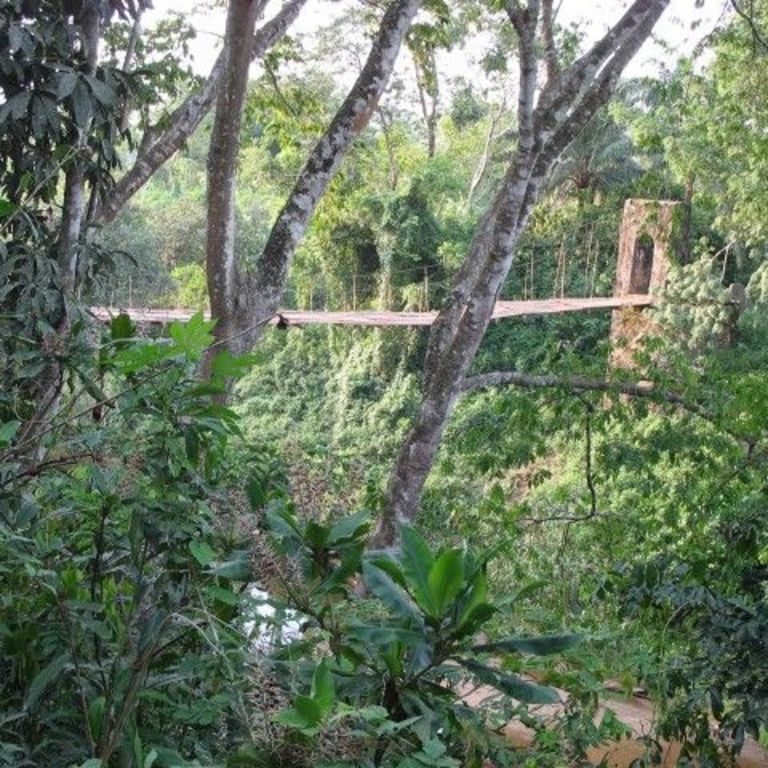 Hanging bridge in dense forest.