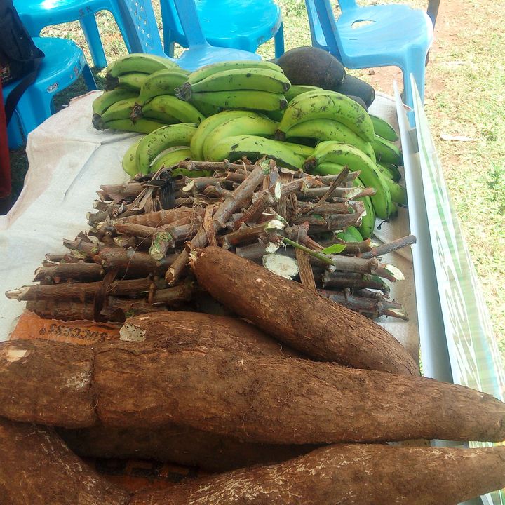 Tubers displayed on a table.