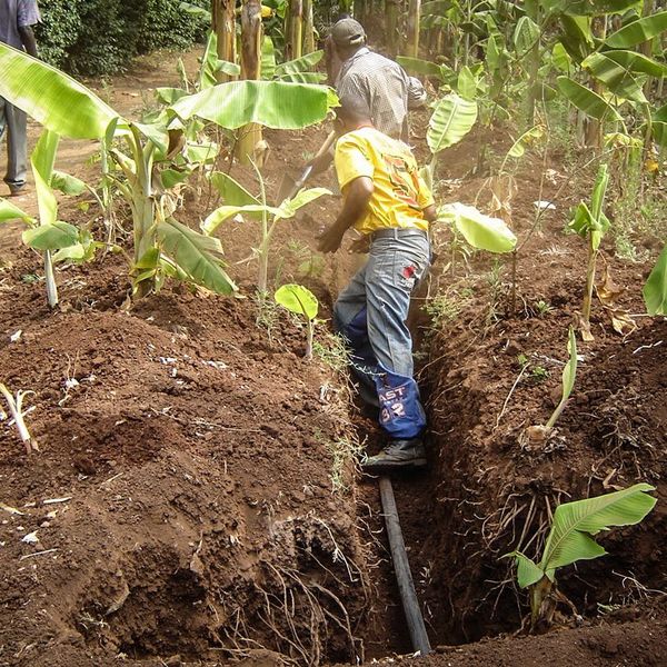 Kenyan farmers are laying an irrigation pipe at field level