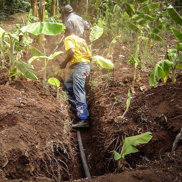 Kenyan farmers are laying an irrigation pipe at field level