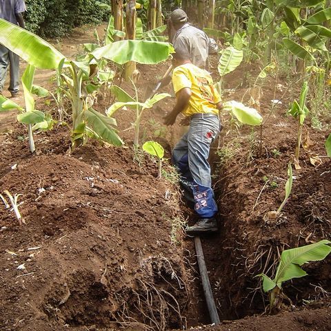 Kenyan farmers are laying an irrigation pipe at field level.