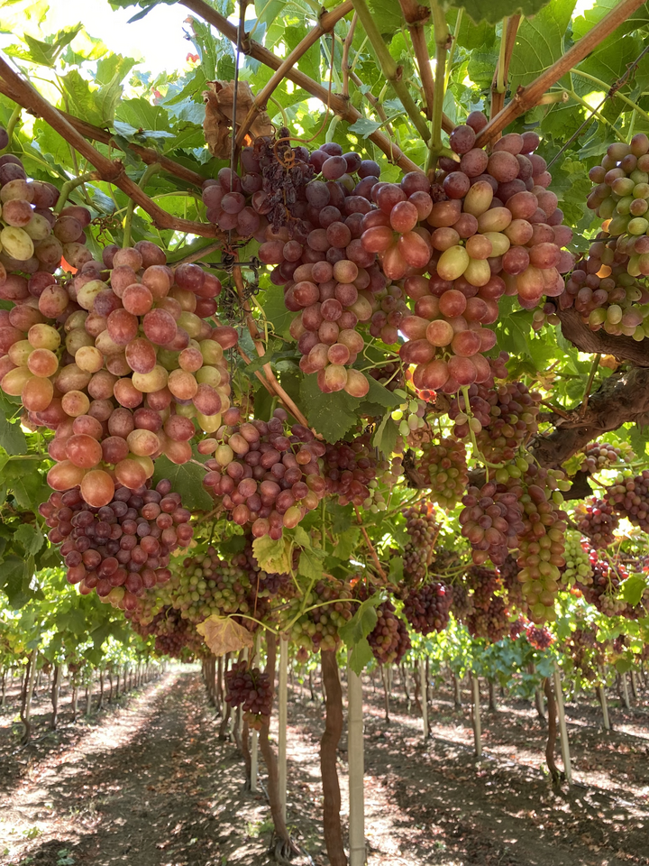 A lush vine in a vineyard.