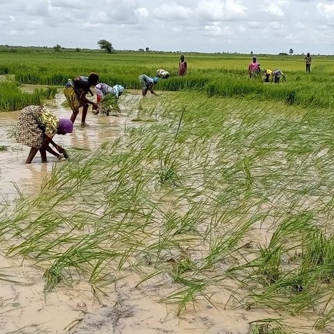 Women working on a wet field under a cloudy sky.