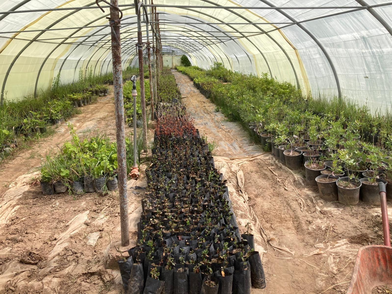 Duhok seedlings in foil tunnel (c) Dorsch Impact