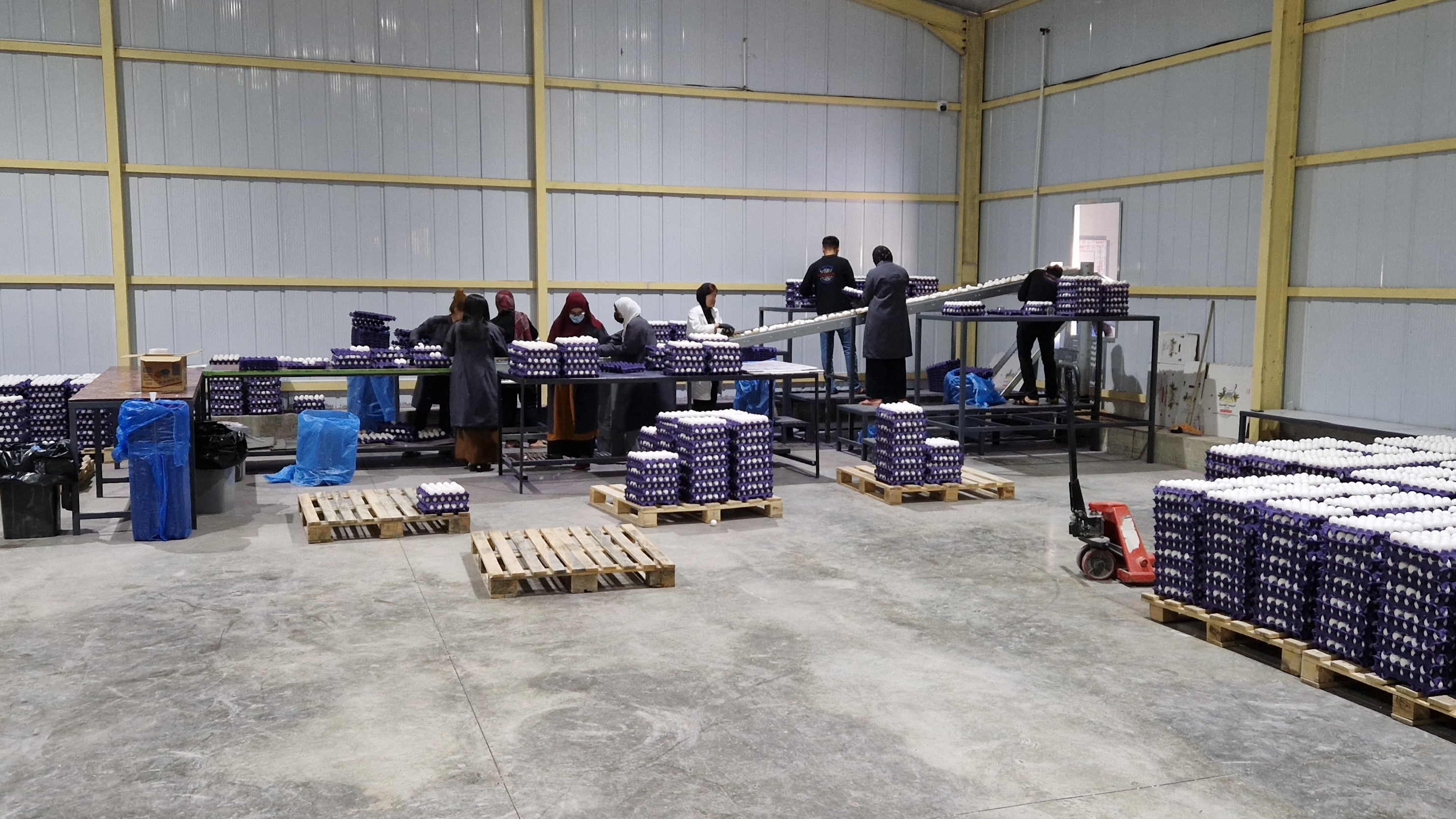 Egg production (c) Dorsch Impact