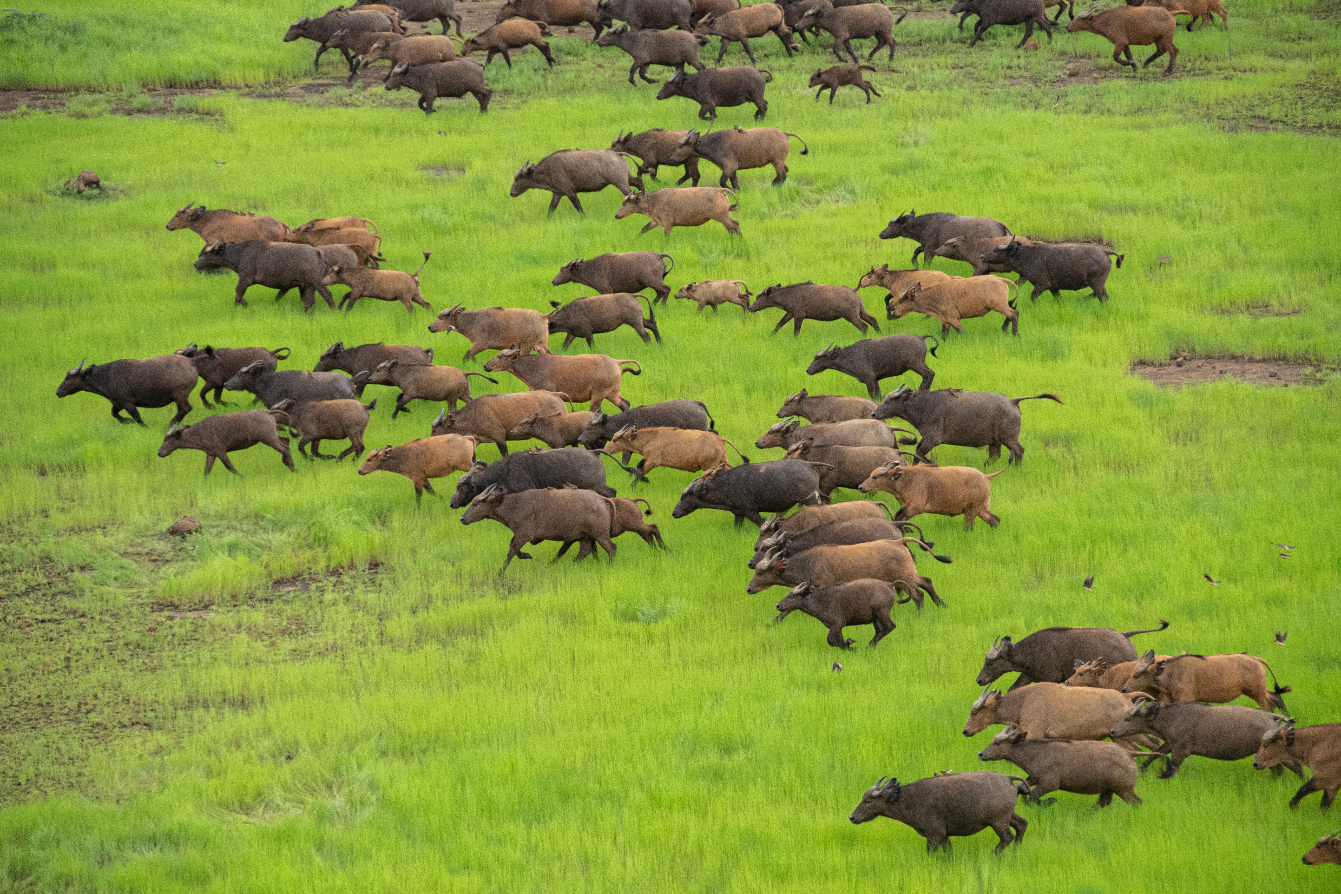 A herd of buffalo in the Comoé National Park (c) Dorsch Impact